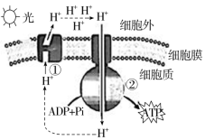 F:\一轮\生物\1081.TIF