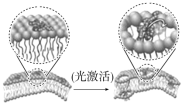 F:\一轮\生物\78.TIF