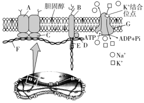 F:\一轮\生物\79.TIF