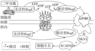 F:\一轮\生物\81.TIF