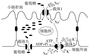 F:\一轮\生物\117.TIF