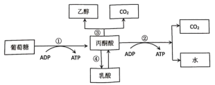 学科网(www.zxxk.com)--教育资源门户，提供试题试卷、教案、课件、教学论文、素材等各类教学资源库下载，还有大量丰富的教学资讯！