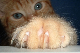 D:\我的文档\Pictures\Cat-claws.jpg