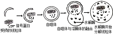 图示, 示意图

描述已自动生成